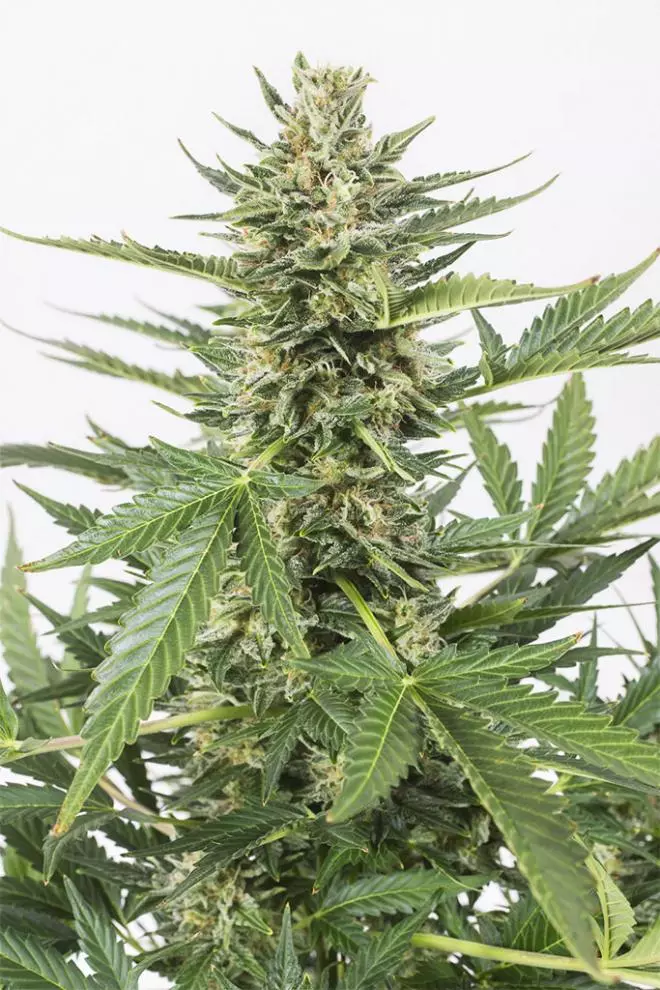 Cheese XXL 3pk